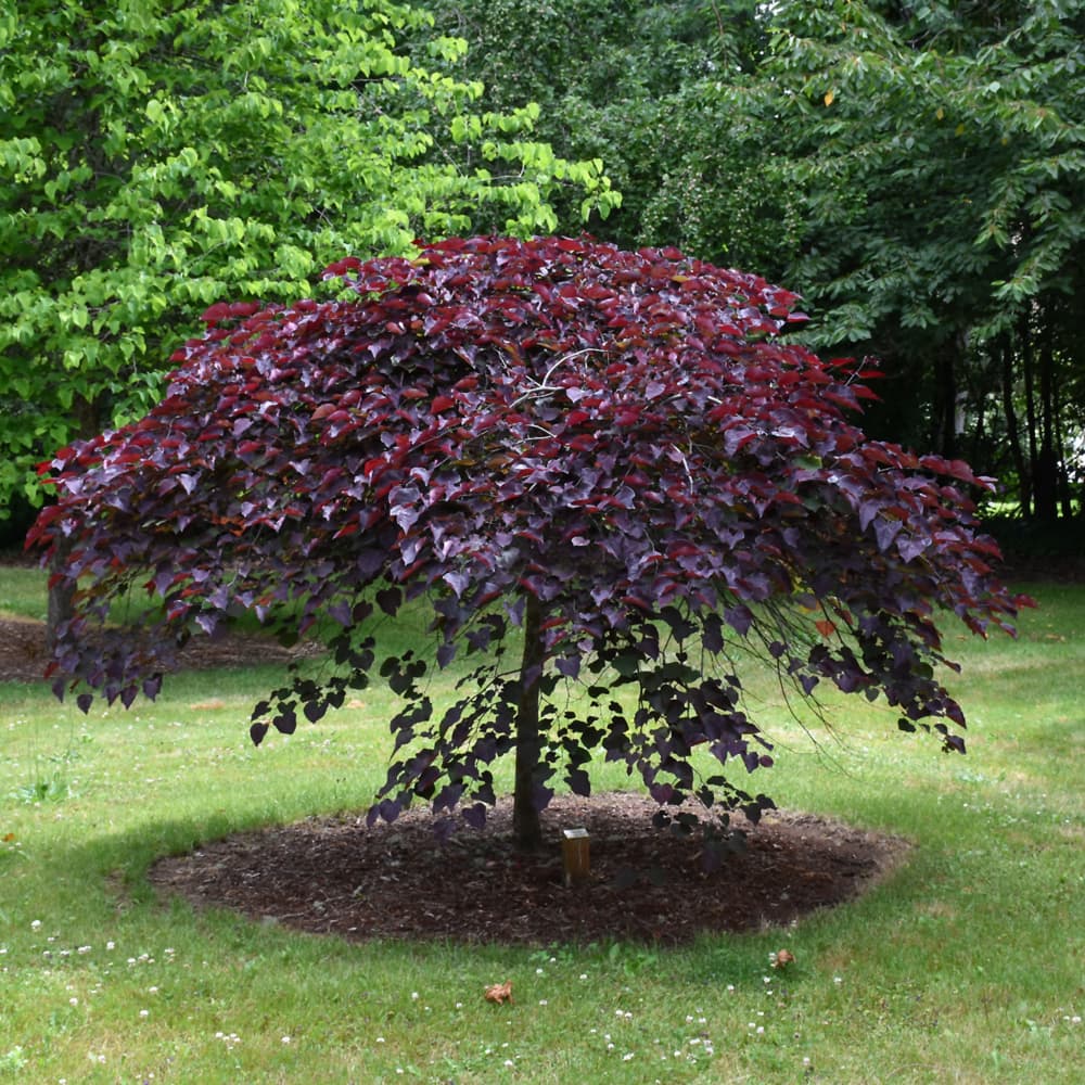 NetPS Plant Finder (www.netpsplantfinder.com)