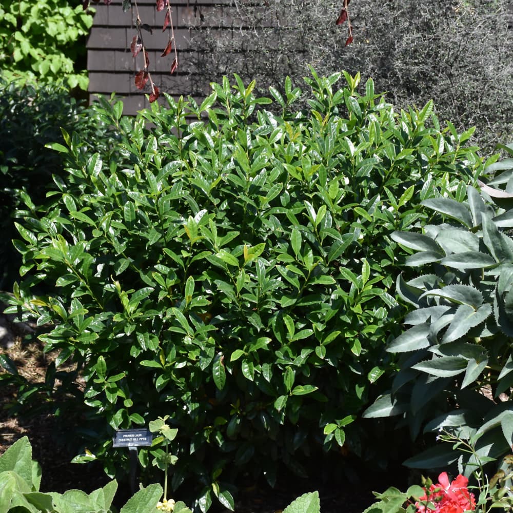 NetPS Plant Finder (www.netpsplantfinder.com)