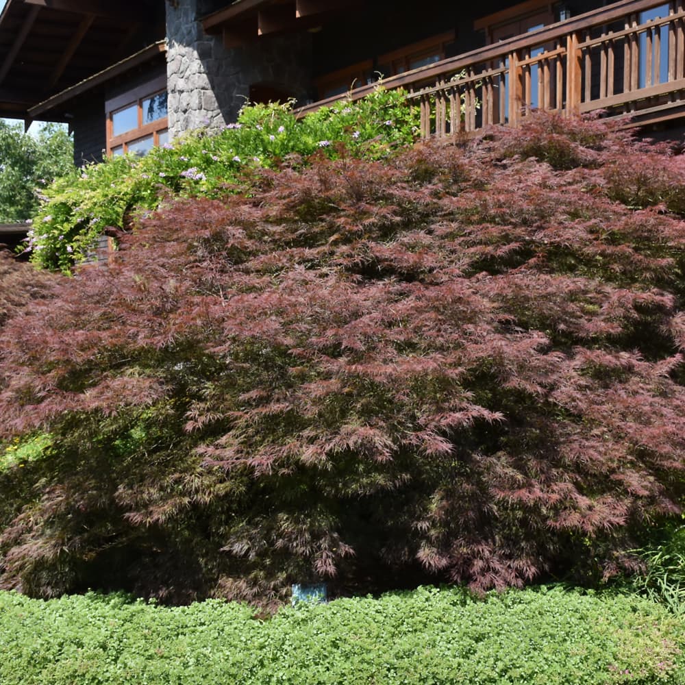 NetPS Plant Finder (www.netpsplantfinder.com)