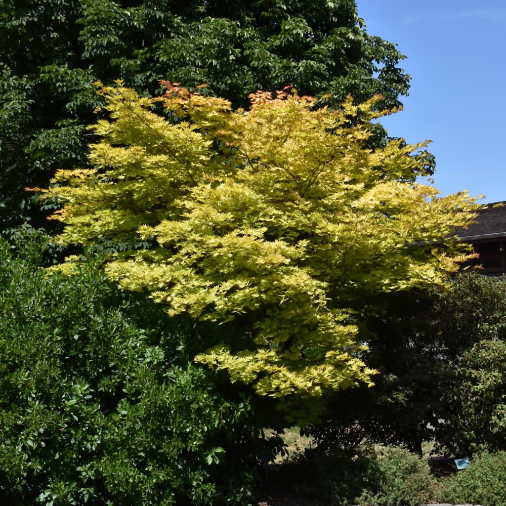 NetPS Plant Finder (www.netpsplantfinder.com)