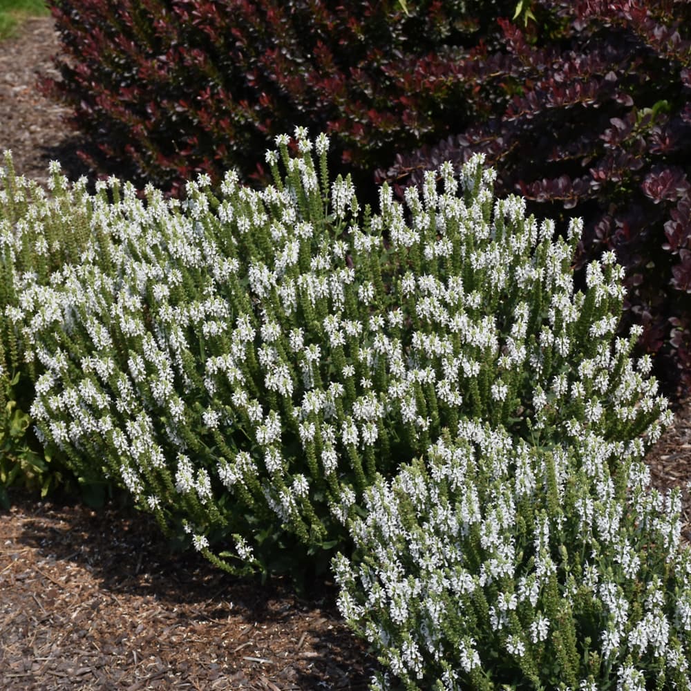 NetPS Plant Finder (www.netpsplantfinder.com)
