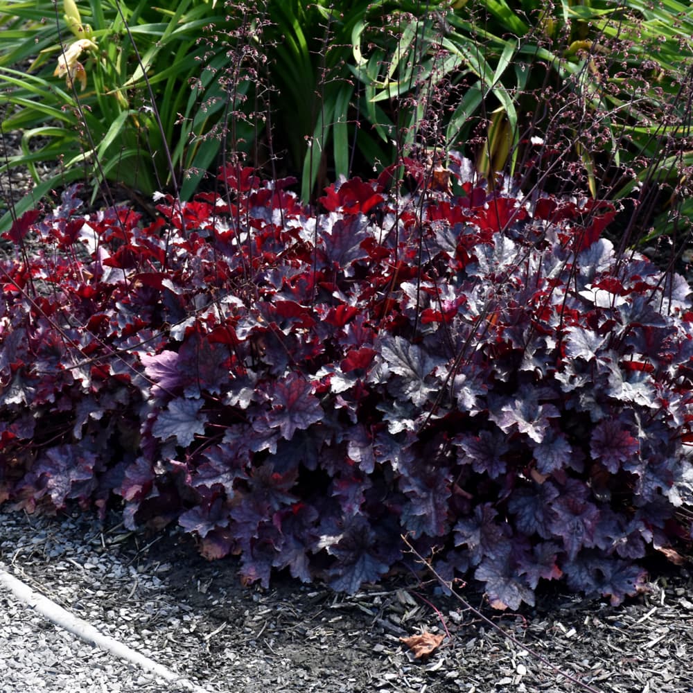 NetPS Plant Finder (www.netpsplantfinder.com)