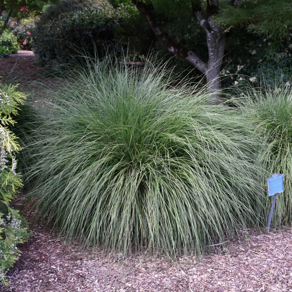 Grass Dwarf Fountain