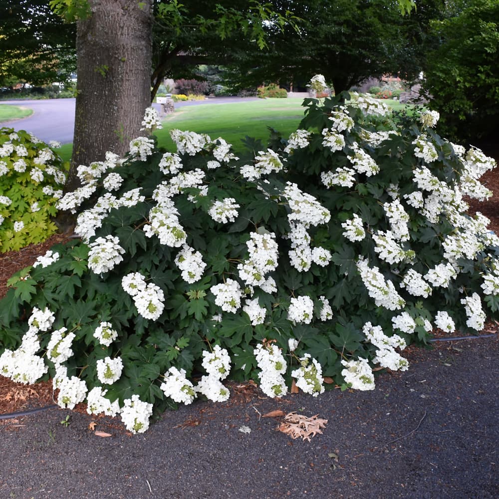 NetPS Plant Finder (www.netpsplantfinder.com)