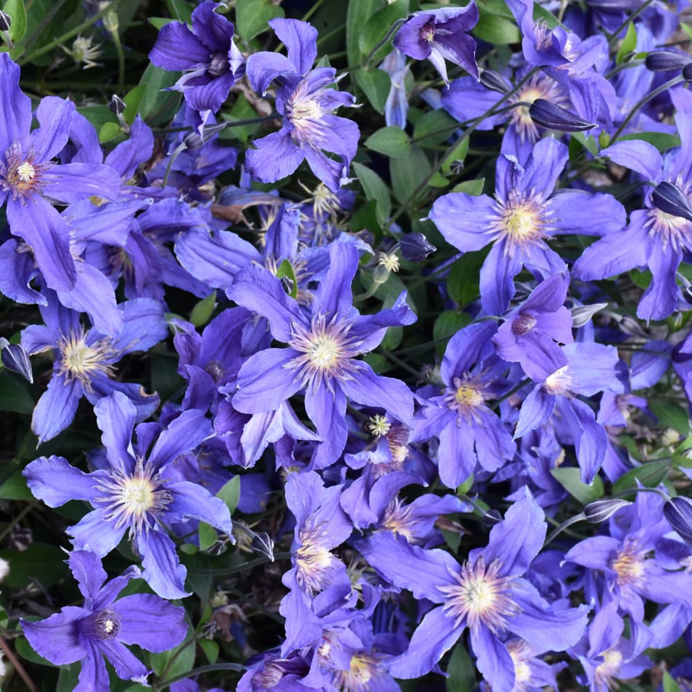 NetPS Plant Finder (www.netpsplantfinder.com)