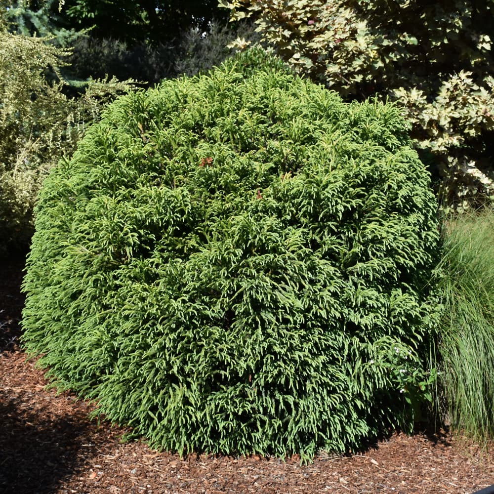 NetPS Plant Finder (www.netpsplantfinder.com)