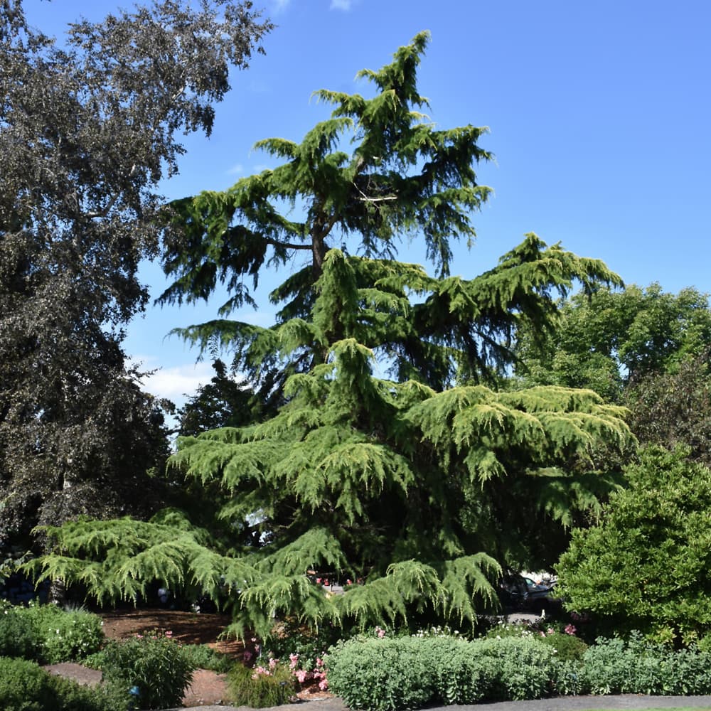 NetPS Plant Finder (www.netpsplantfinder.com)