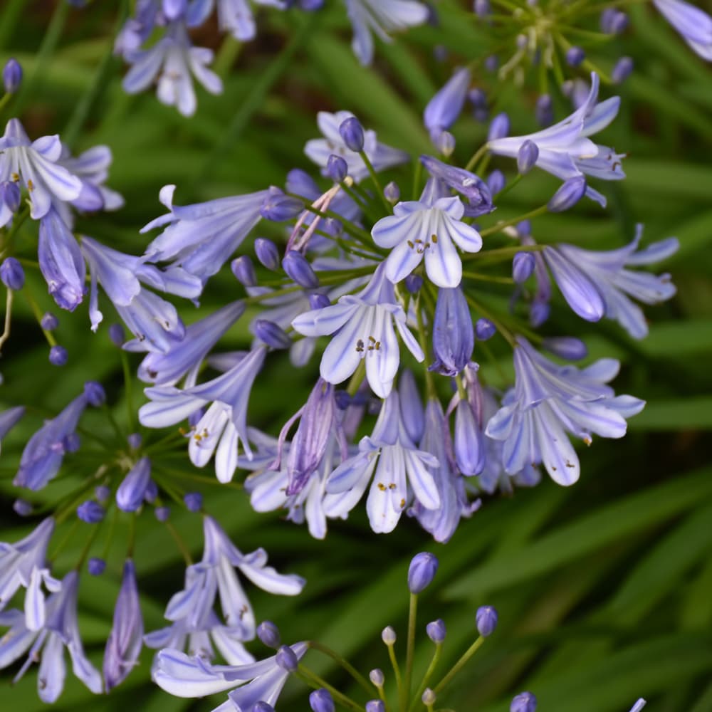 Agapanthus Queen Anne