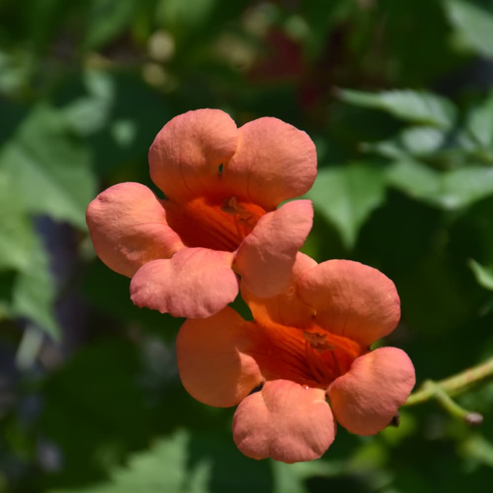 Trumpet Vine Indian Summer