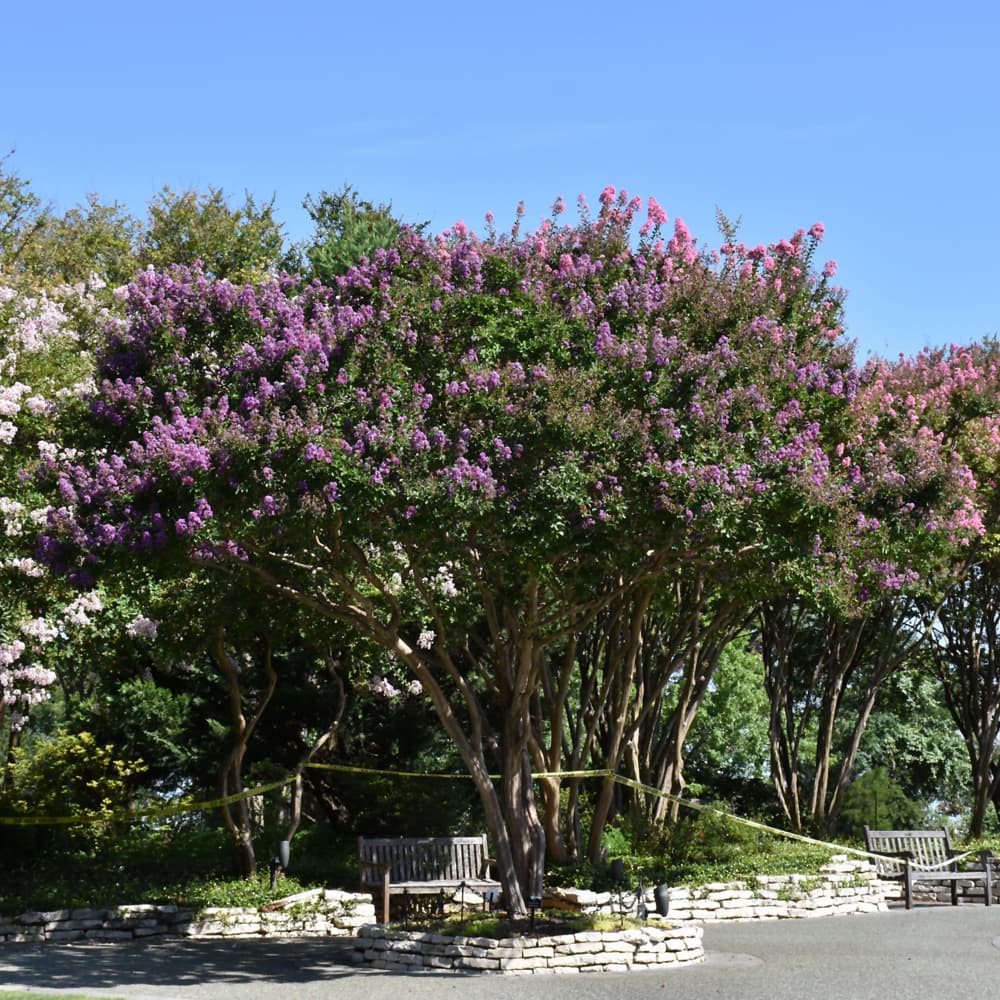 NetPS Plant Finder (www.netpsplantfinder.com)