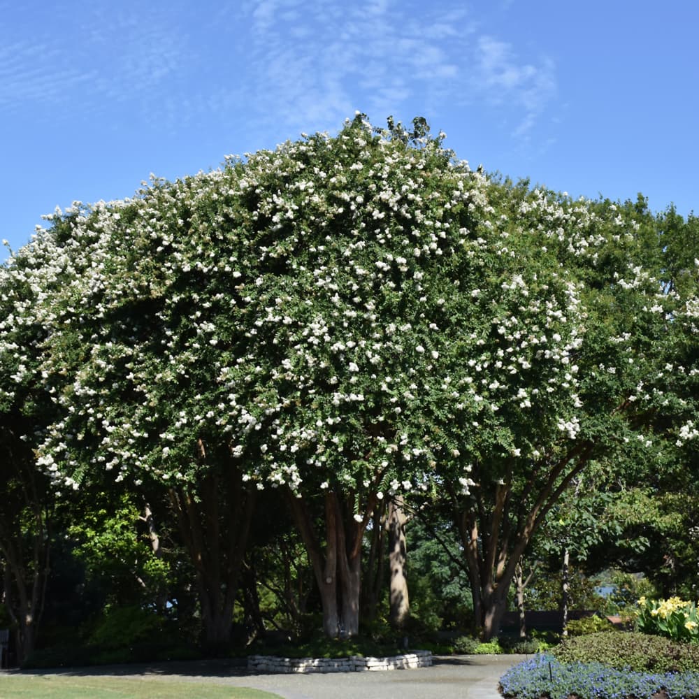 NetPS Plant Finder (www.netpsplantfinder.com)