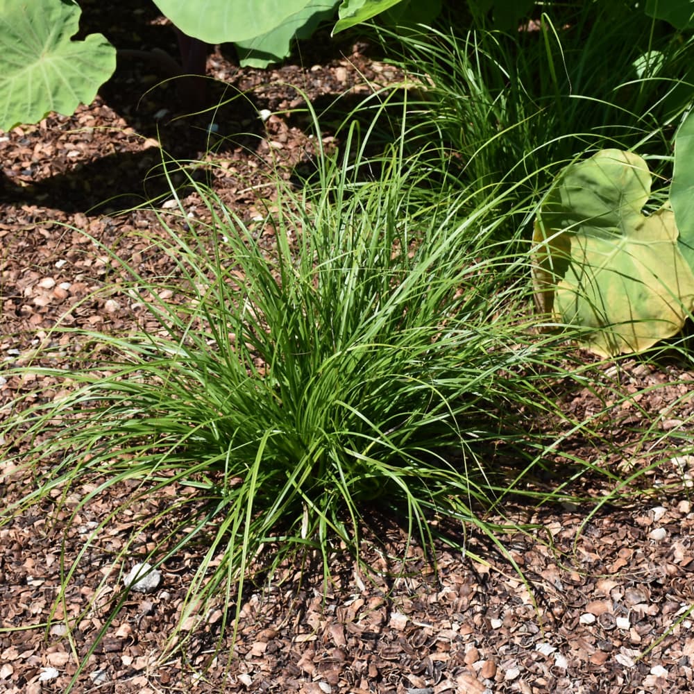 Carex Cherokee