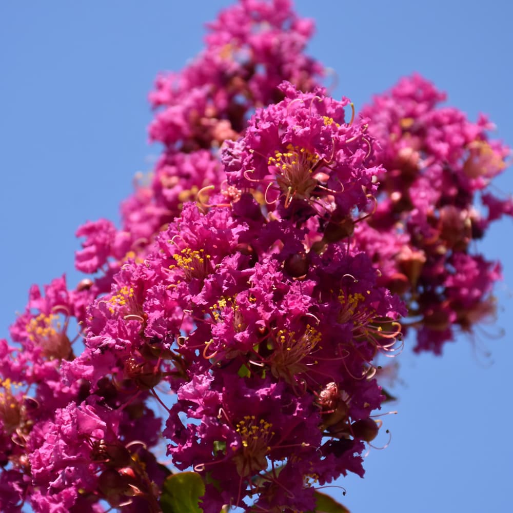 NetPS Plant Finder (www.netpsplantfinder.com)