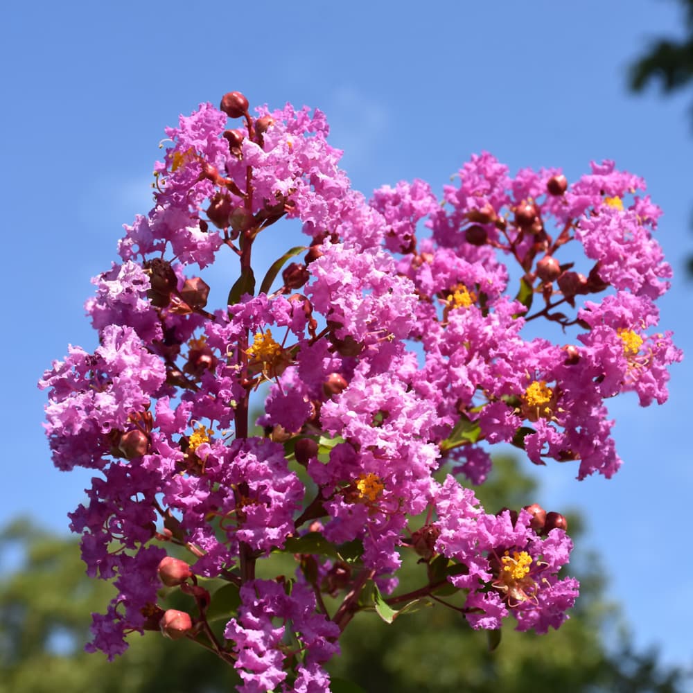 Crape Myrtle Catawba