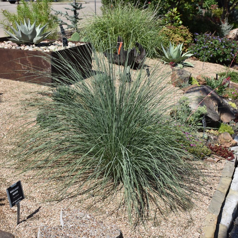 NetPS Plant Finder (www.netpsplantfinder.com)