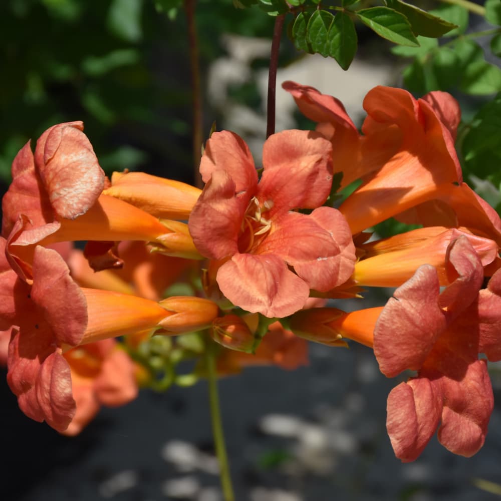 NetPS Plant Finder (www.netpsplantfinder.com)