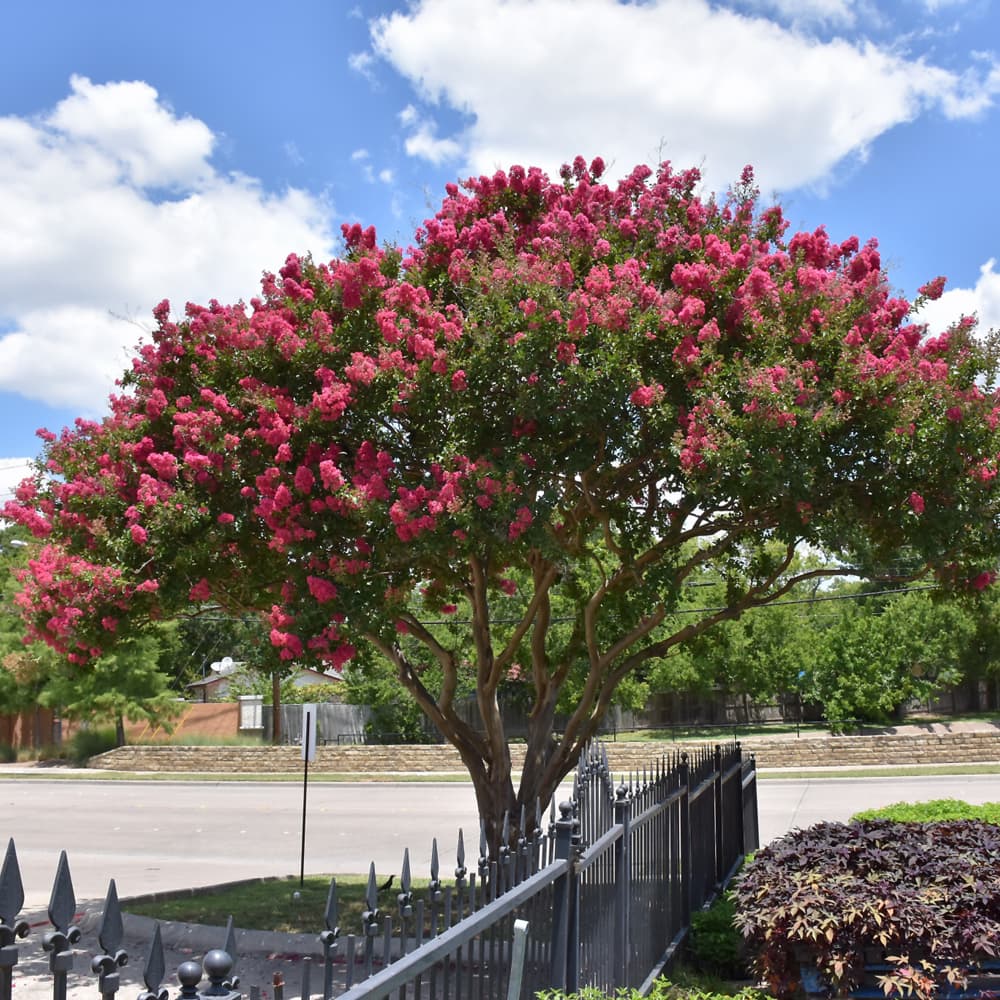 NetPS Plant Finder (www.netpsplantfinder.com)