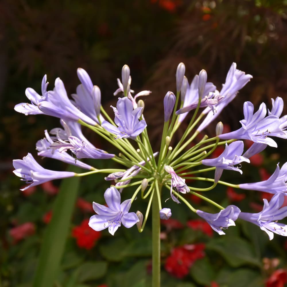 Agapanthus Blue Storm