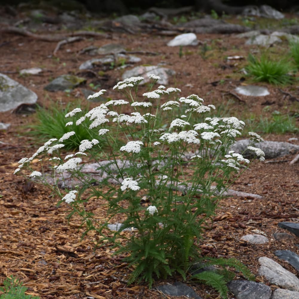NetPS Plant Finder (www.netpsplantfinder.com)