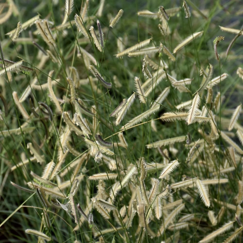 Grass Blonde Ambition