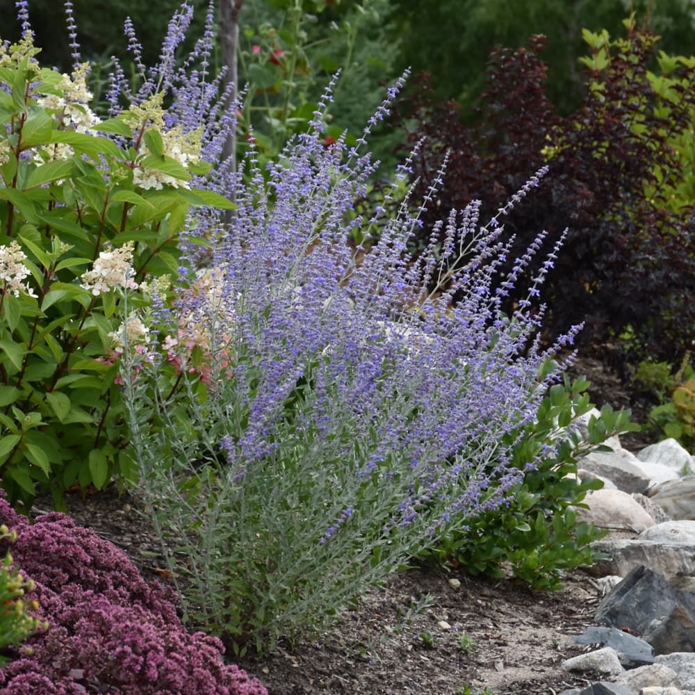 NetPS Plant Finder (www.netpsplantfinder.com)