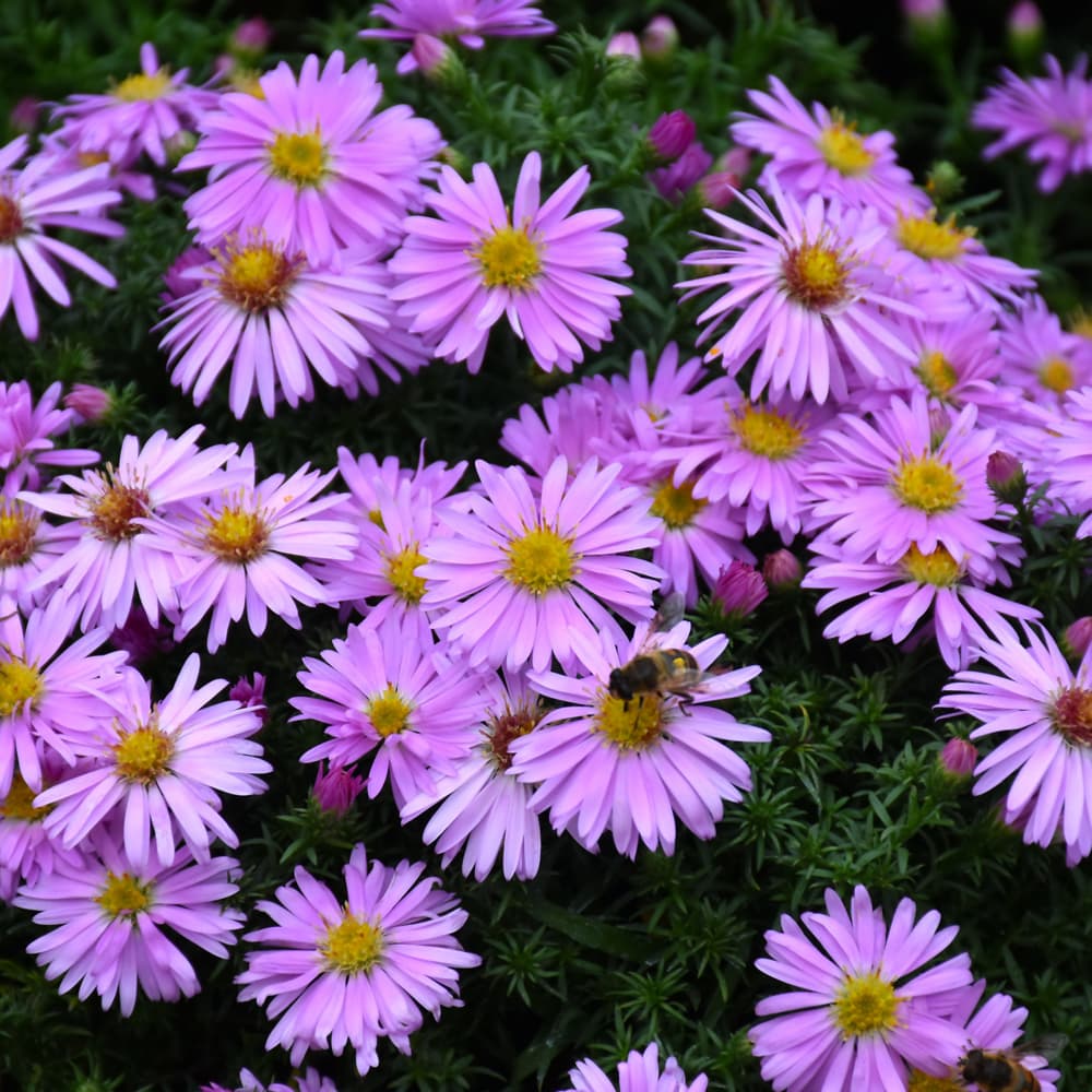 Aster Woods Pink