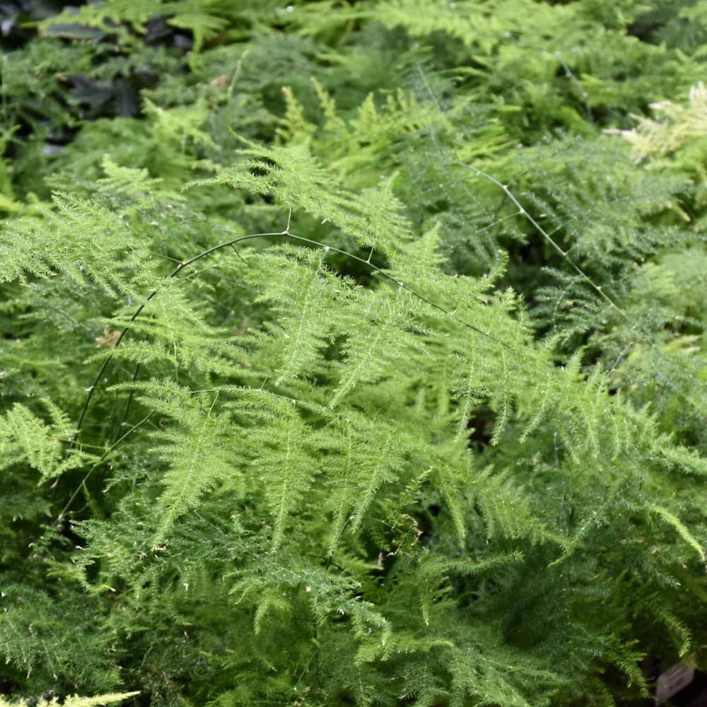 Asparagus Plumosus Fern Stake