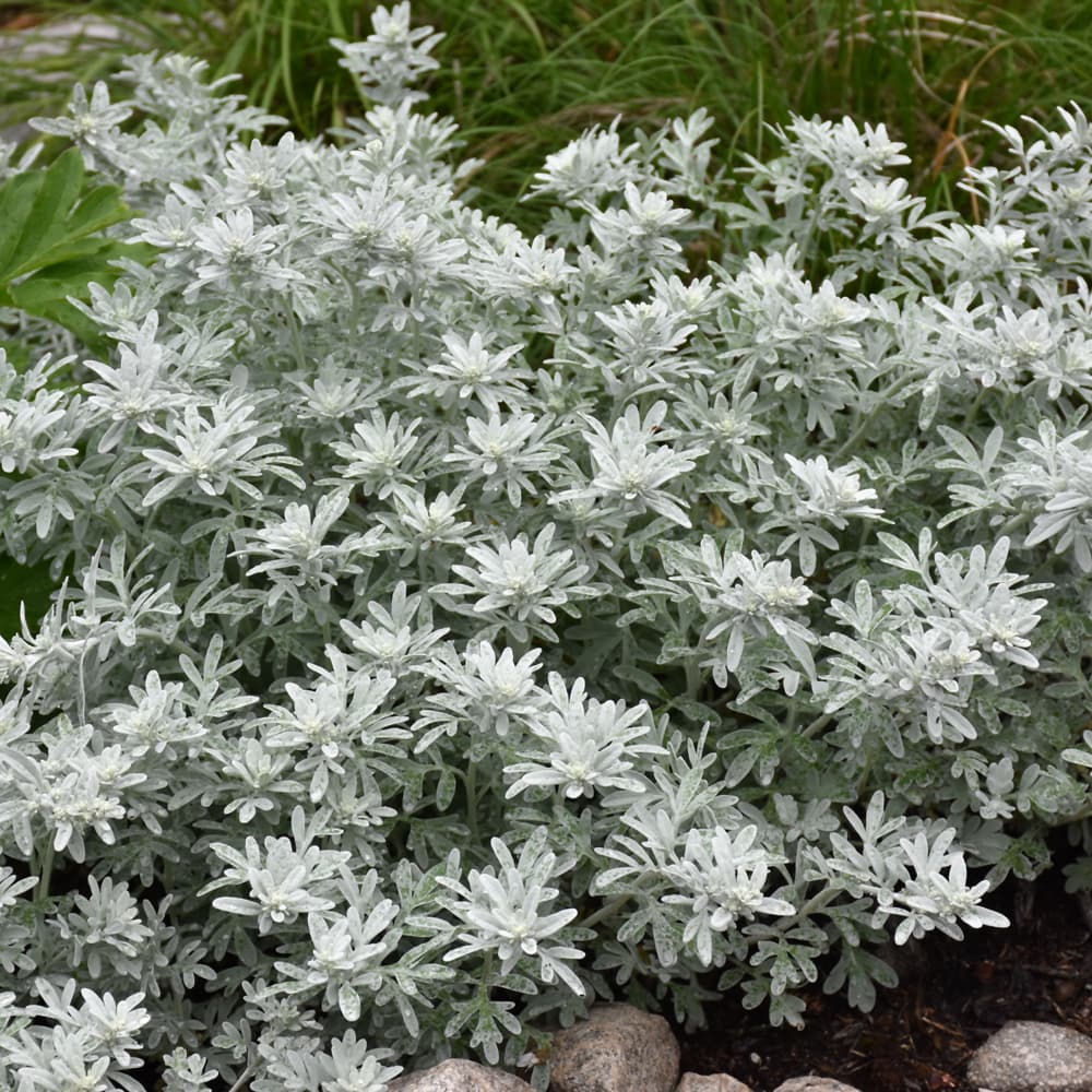 Artemisia Silver Brocade