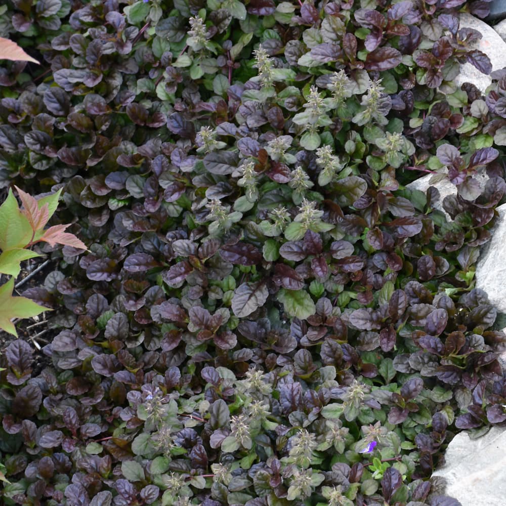 NetPS Plant Finder (www.netpsplantfinder.com)