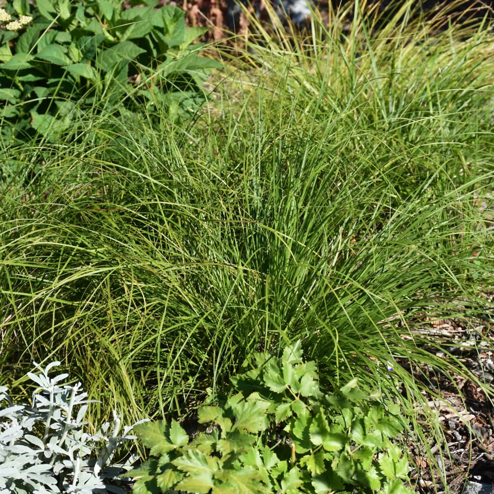 NetPS Plant Finder (www.netpsplantfinder.com)