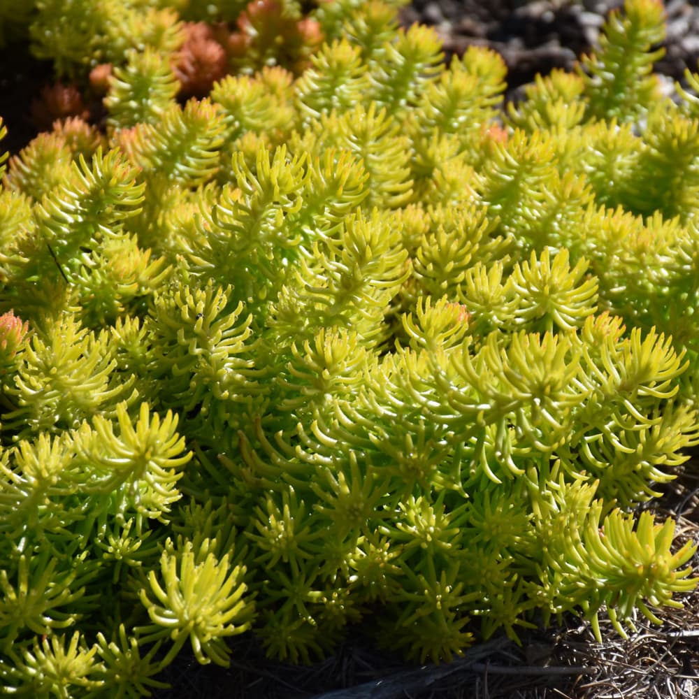 Sedum Angelina