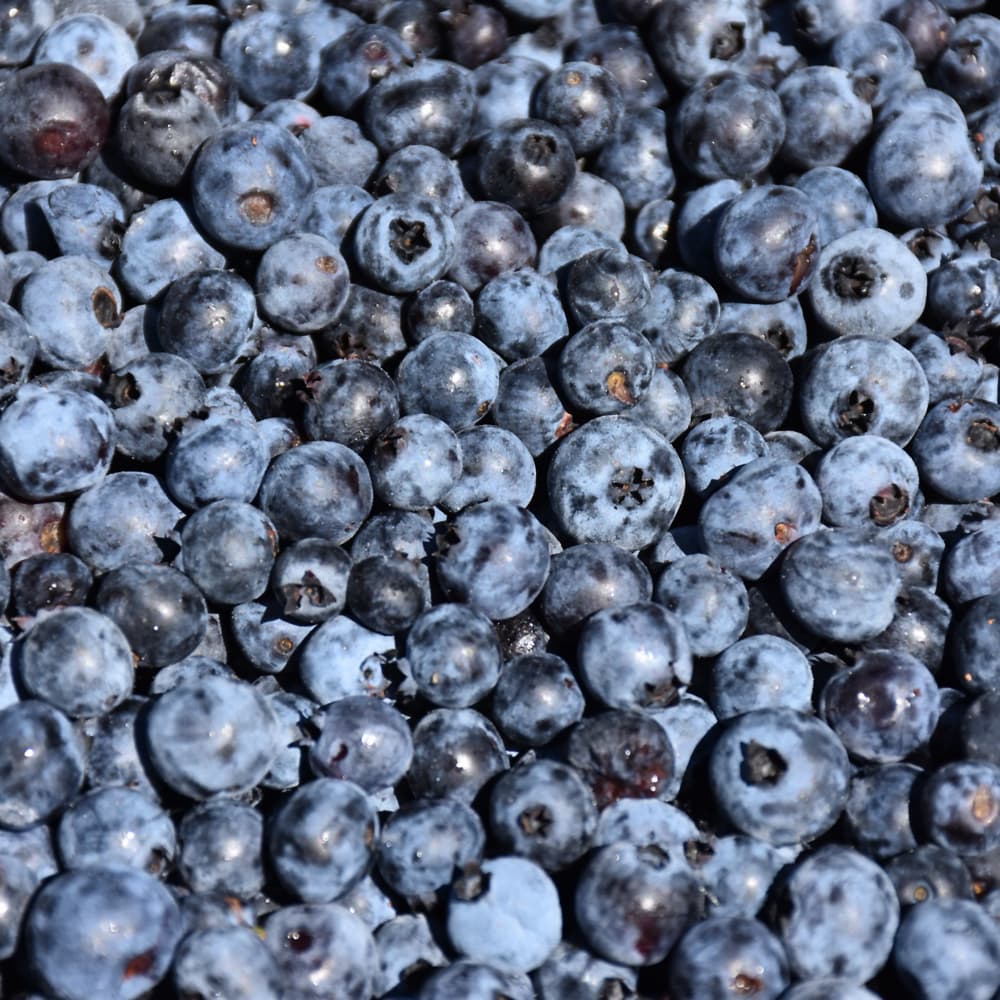 Blueberry Low Bush