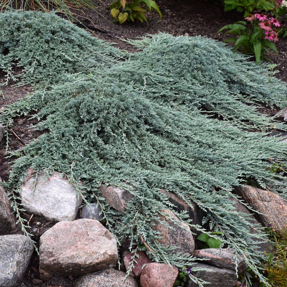 NetPS Plant Finder (www.netpsplantfinder.com)