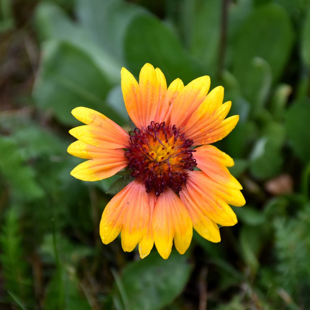NetPS Plant Finder (www.netpsplantfinder.com)