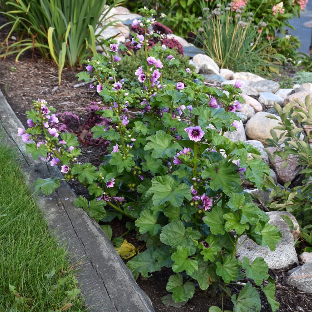 NetPS Plant Finder (www.netpsplantfinder.com)