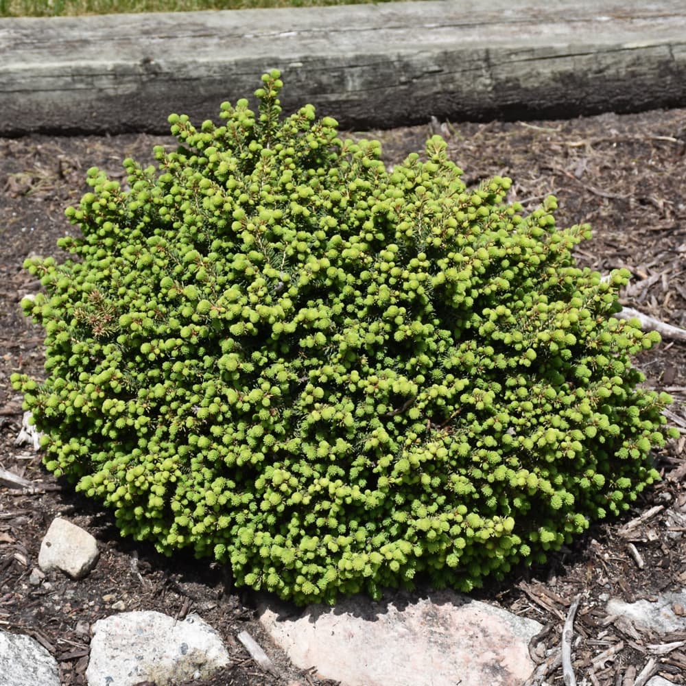 NetPS Plant Finder (www.netpsplantfinder.com)