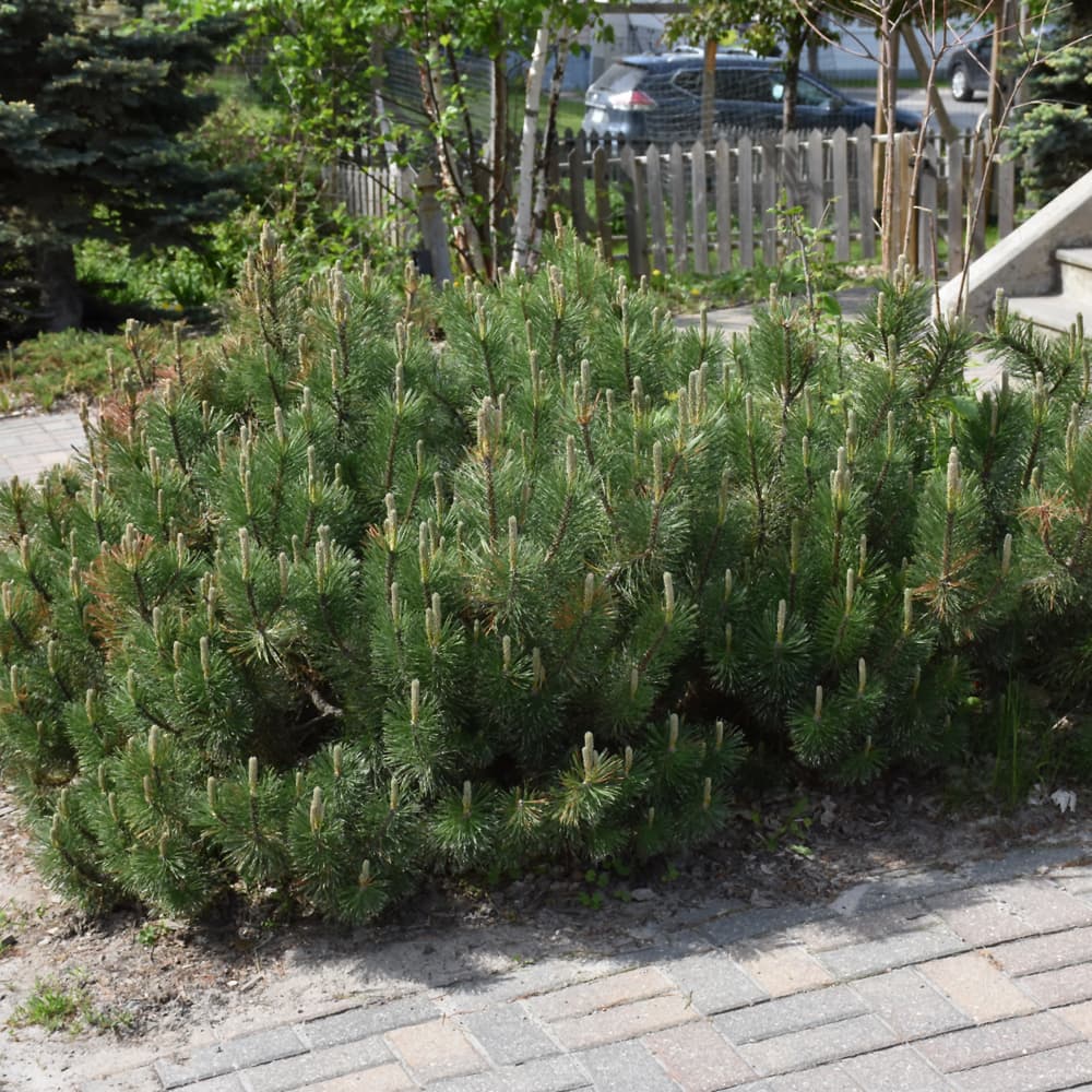 NetPS Plant Finder (www.netpsplantfinder.com)