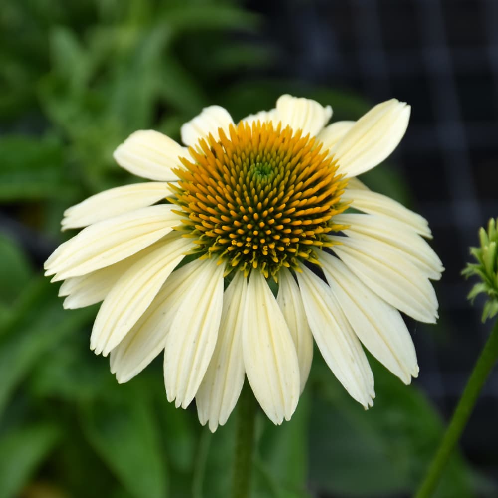 NetPS Plant Finder (www.netpsplantfinder.com)
