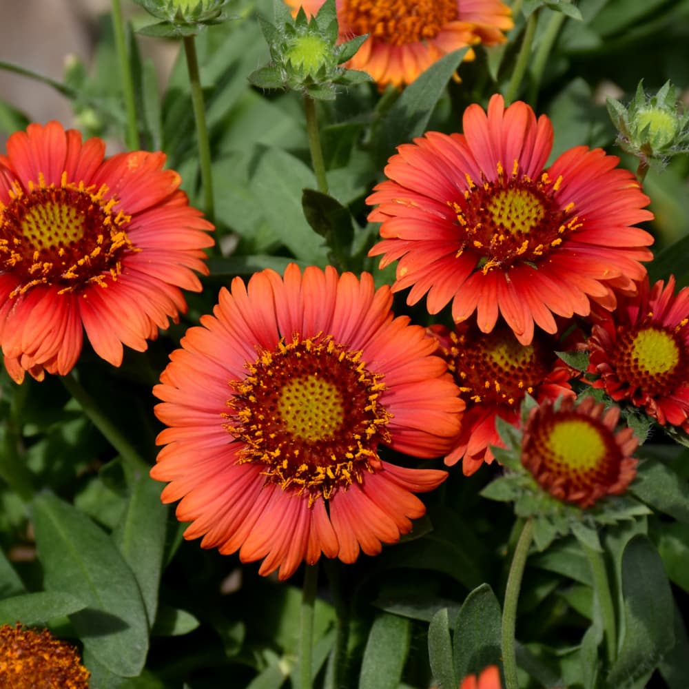 NetPS Plant Finder (www.netpsplantfinder.com)