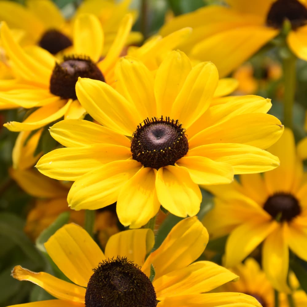 NetPS Plant Finder (www.netpsplantfinder.com)