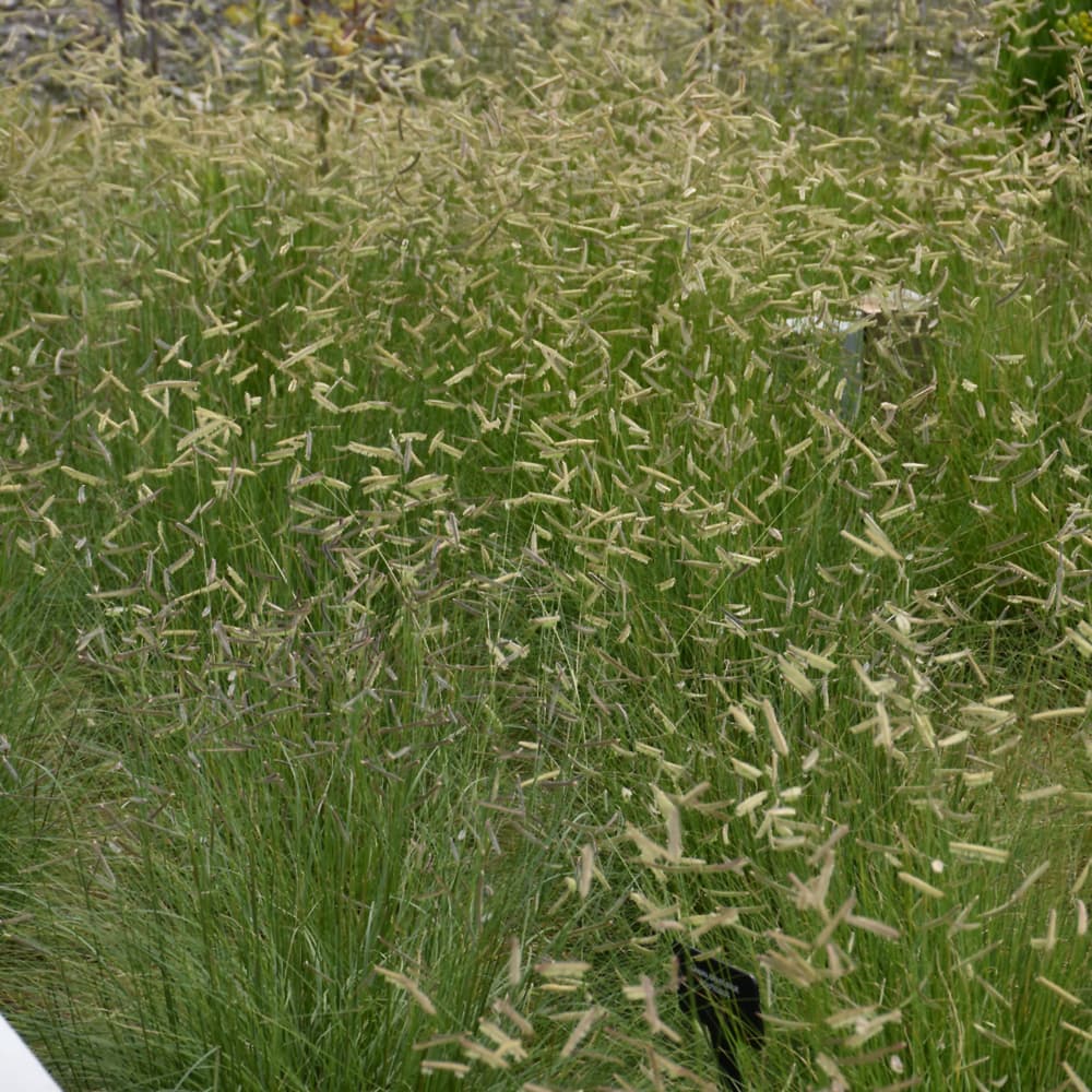 NetPS Plant Finder (www.netpsplantfinder.com)