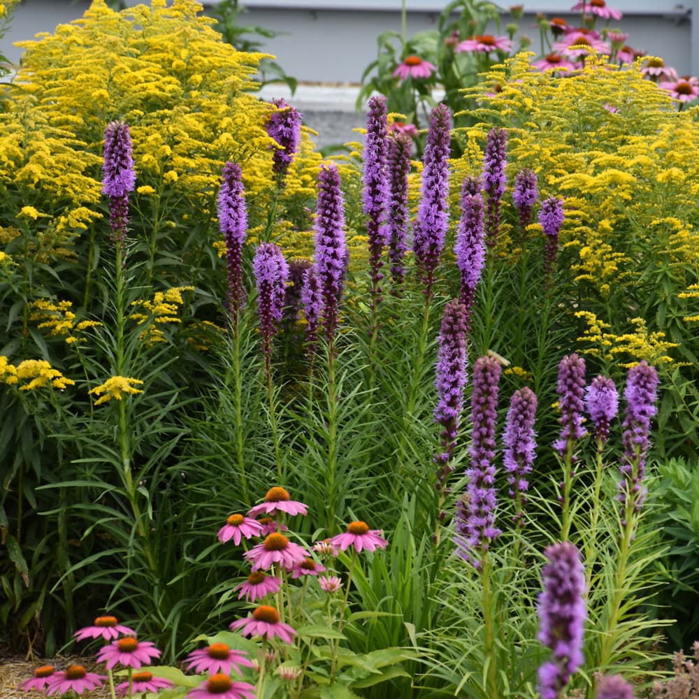 NetPS Plant Finder (www.netpsplantfinder.com)