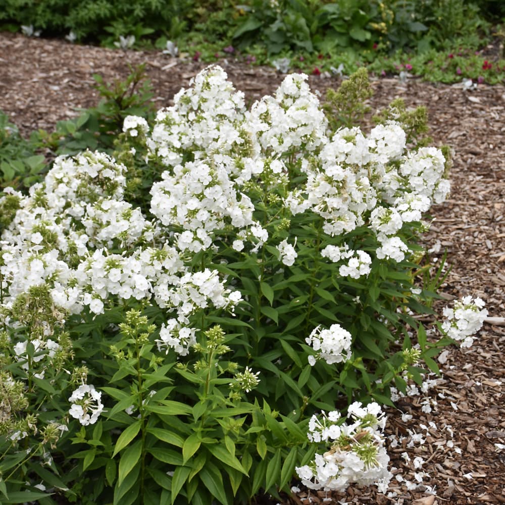NetPS Plant Finder (www.netpsplantfinder.com)