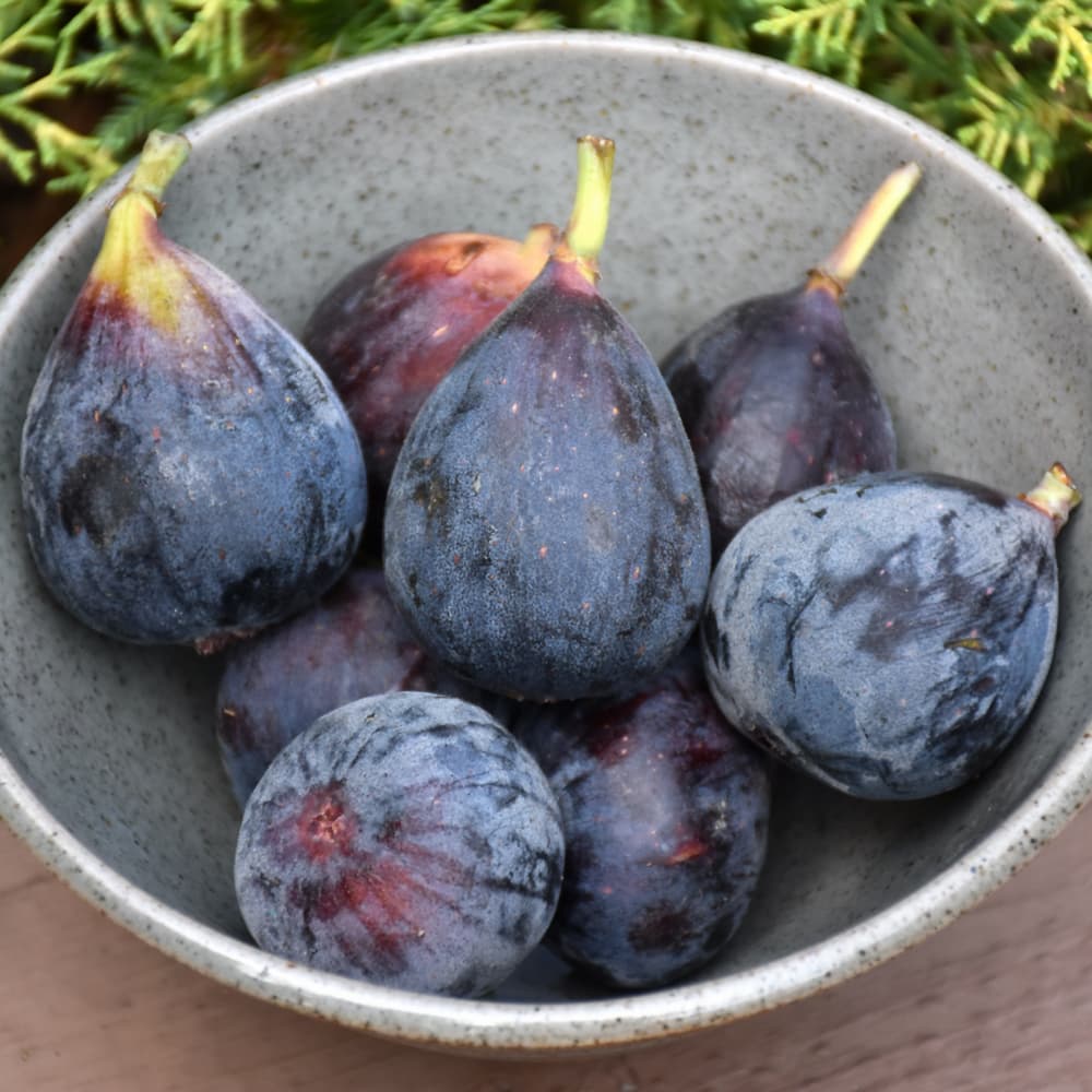 NetPS Plant Finder (www.netpsplantfinder.com)