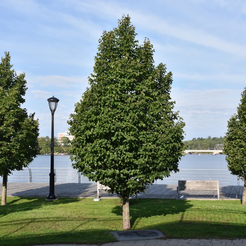 Linden Greenspire