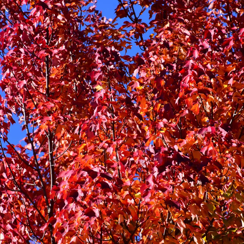 NetPS Plant Finder (www.netpsplantfinder.com)