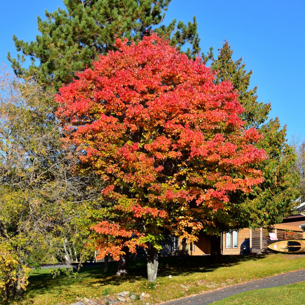 NetPS Plant Finder (www.netpsplantfinder.com)