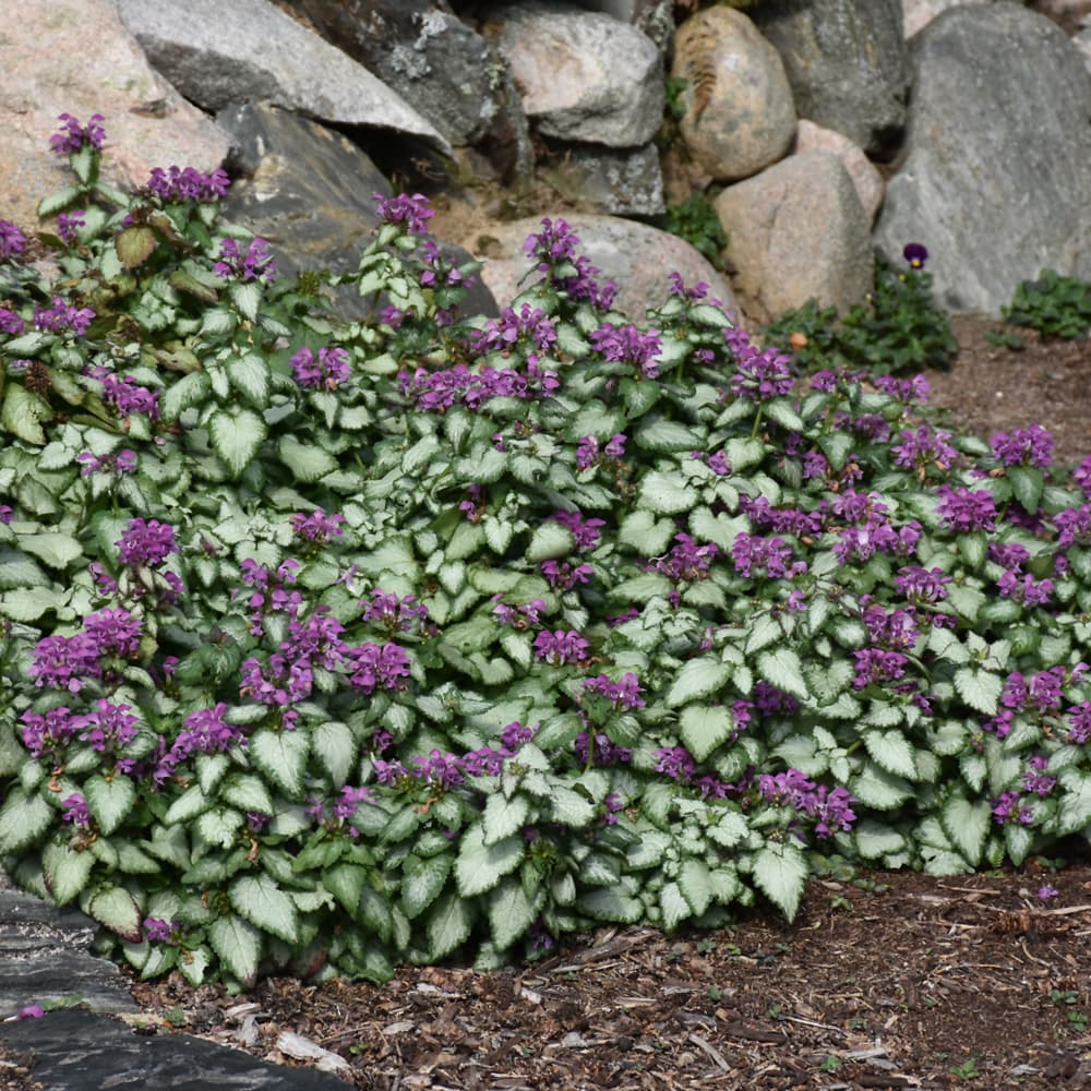 NetPS Plant Finder (www.netpsplantfinder.com)