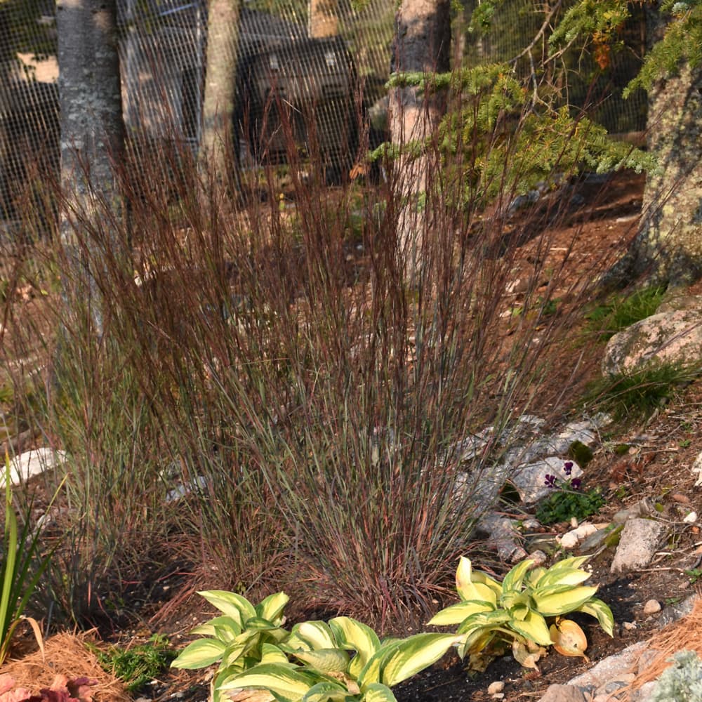 NetPS Plant Finder (www.netpsplantfinder.com)