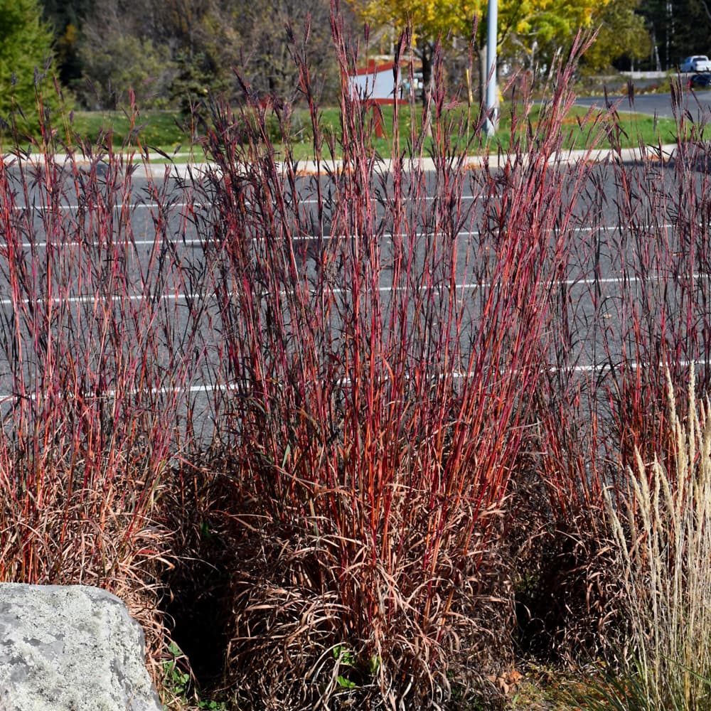 Grass Big Bluestem Red October